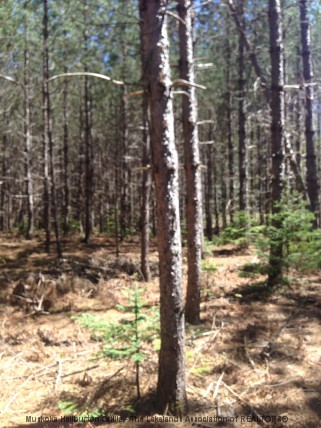 BARRY LINE, Algonquin Highlands, Ontario, Canada
