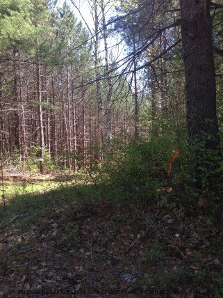 BARRY LINE, Algonquin Highlands, Ontario, Canada