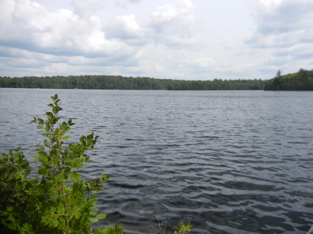 135 SCOTT SETTLEMENT RD, North Kawartha, Ontario, Canada