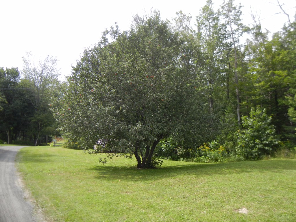 135 SCOTT SETTLEMENT RD, North Kawartha, Ontario, Canada