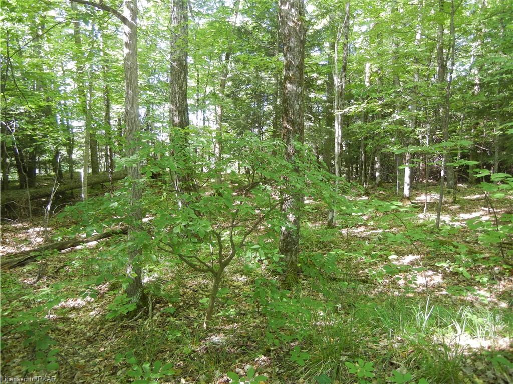 ANTELOPE Trail, North Kawartha Township, Ontario, Canada