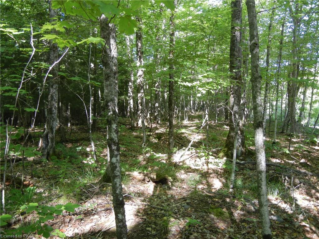 ANTELOPE Trail, North Kawartha Township, Ontario, Canada