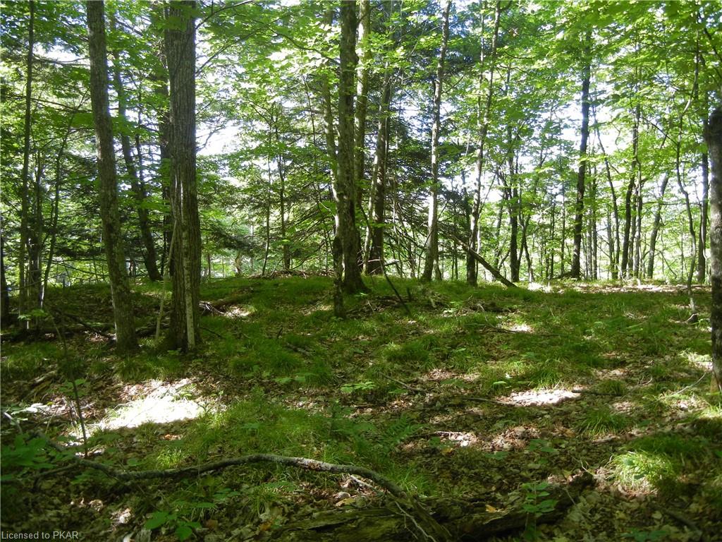 ANTELOPE Trail, North Kawartha Township, Ontario, Canada