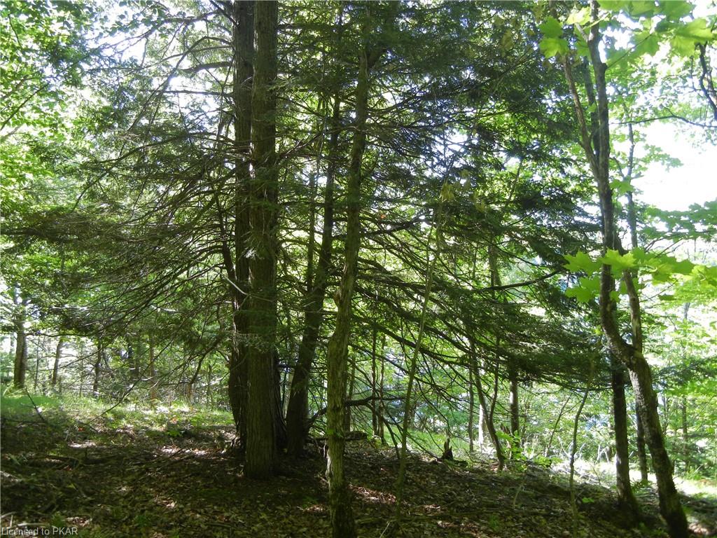 ANTELOPE Trail, North Kawartha Township, Ontario, Canada