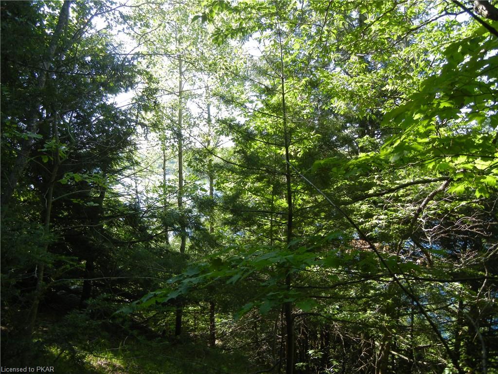ANTELOPE Trail, North Kawartha Township, Ontario, Canada