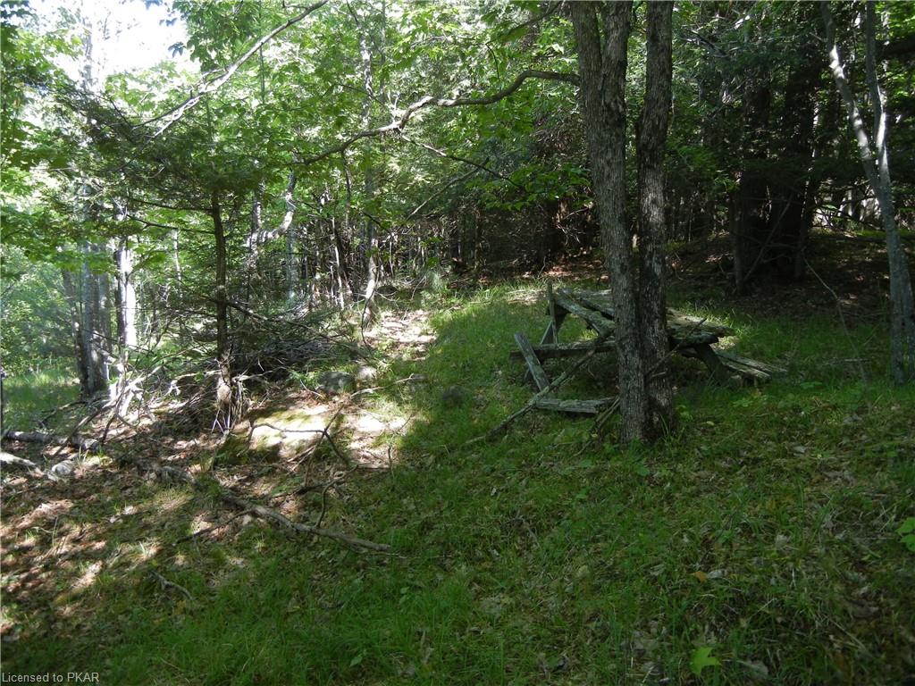 ANTELOPE Trail, North Kawartha Township, Ontario, Canada