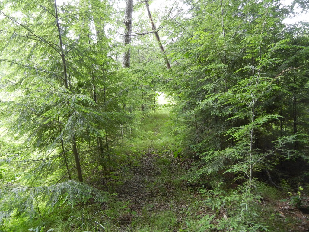 220 BAYSHORE RD, North Kawartha, Ontario, Canada