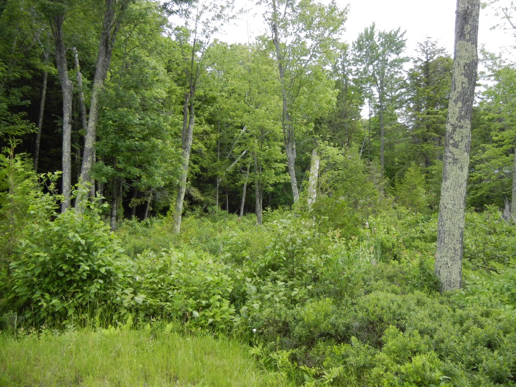 220 BAYSHORE RD, North Kawartha, Ontario, Canada