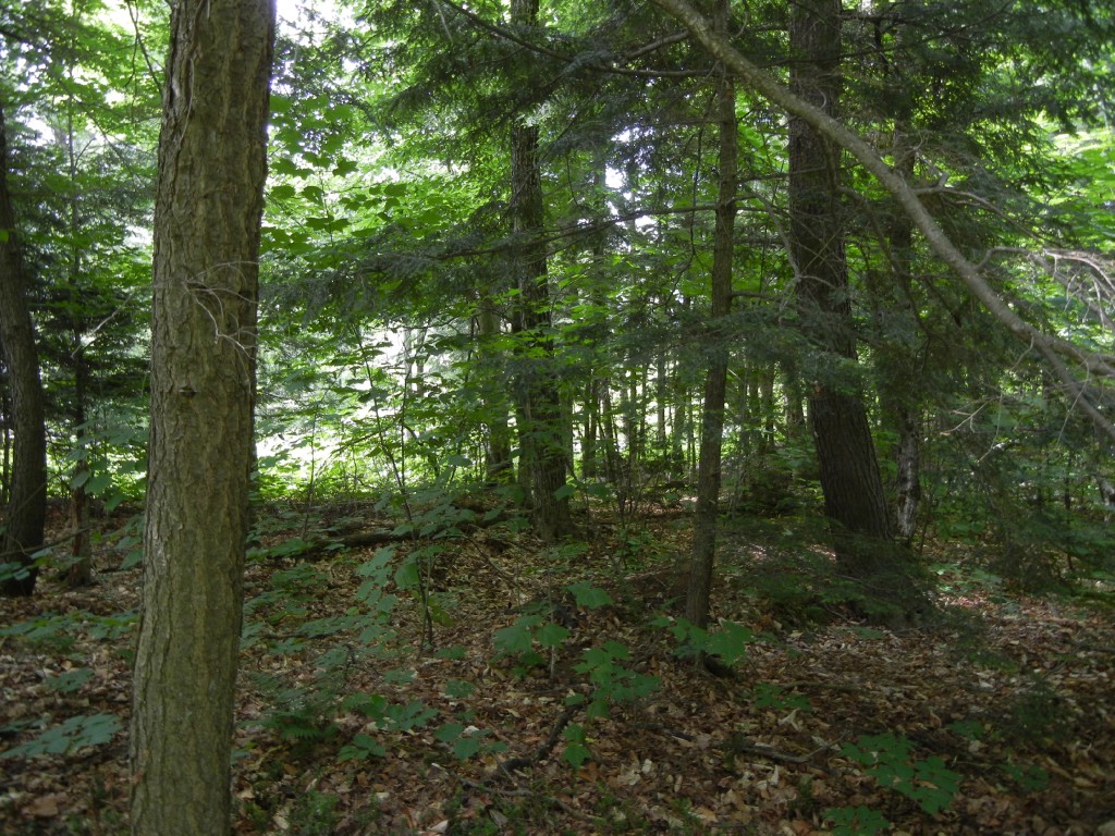 220 BAYSHORE RD, North Kawartha, Ontario, Canada