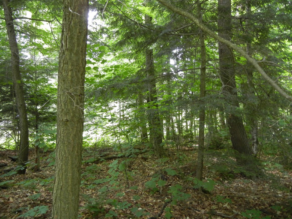 220 BAYSHORE RD, North Kawartha, Ontario, Canada
