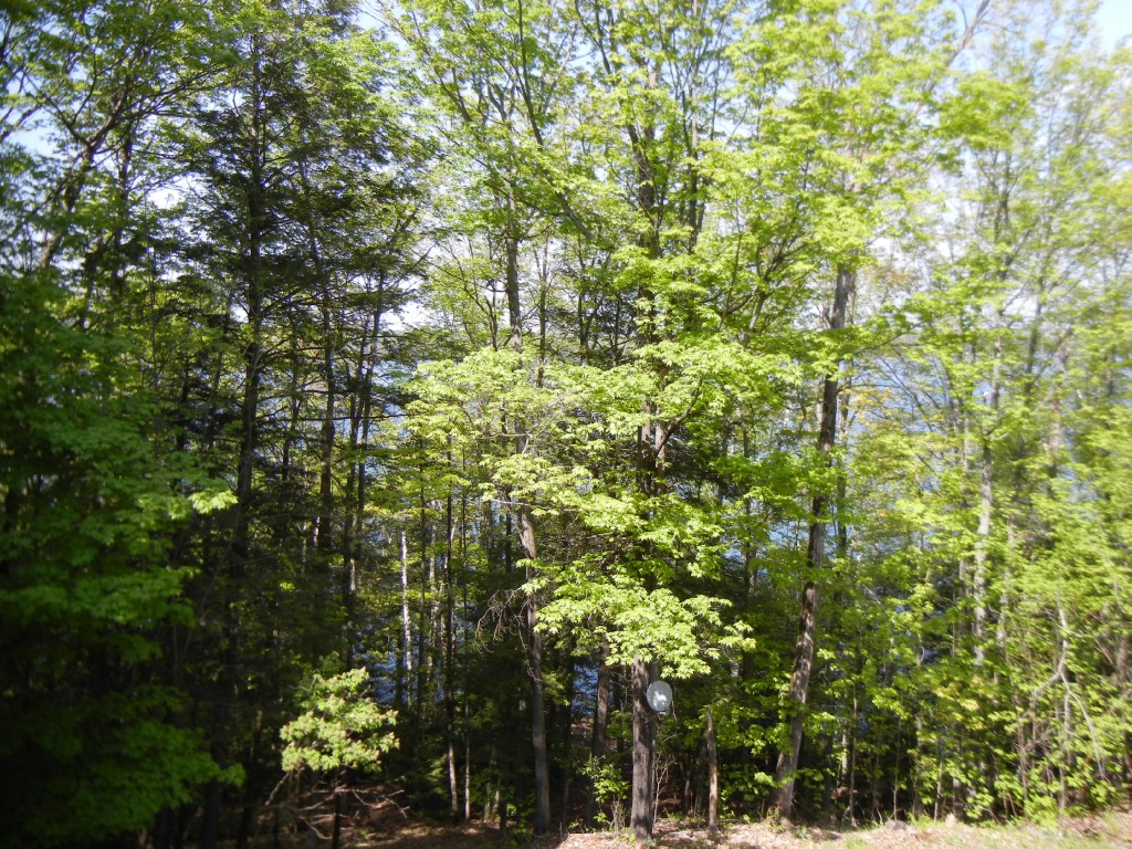 419 ANTELOPE TRAIL, North Kawartha, Ontario, Canada