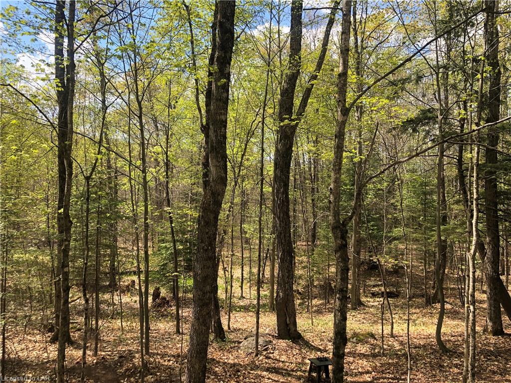 Lot 41 Basshaunt (south) Road, Haliburton Ontario, Canada