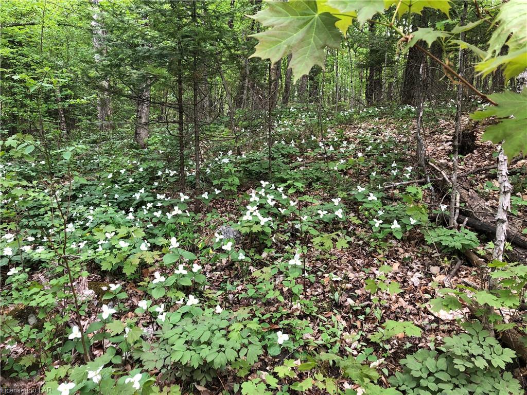 . Chelsea Lane, Haliburton Ontario, Canada