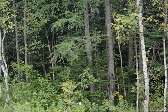 Lot 7 605 Route, Millville New Brunswick, Canada