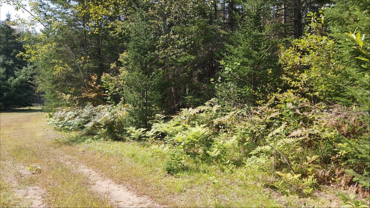 0 Redford Drive, Denbigh ON K0H 1L0, Addington Highlands, Ontario, Canada photo 13