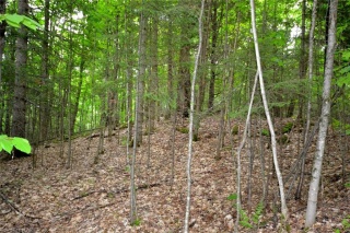 - GRAYDON Lane, Haliburton Ontario, Canada